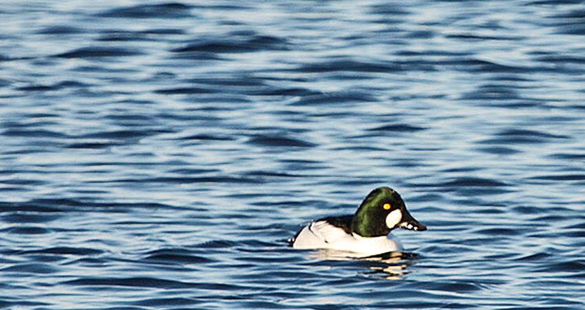 _MG_9649-Hvinand på Noret.jpg