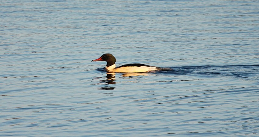 _MG_9653-Stor Skallesluger på Noret.jpg