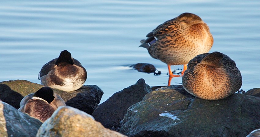 _MG_9654-Gråænder ved Noret.jpg