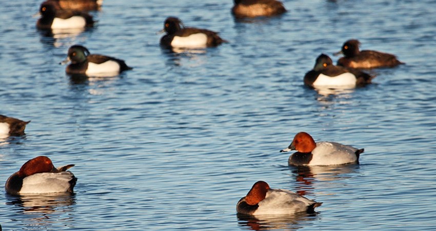 _MG_9662-Hvilende Taffelænder på Noret.jpg